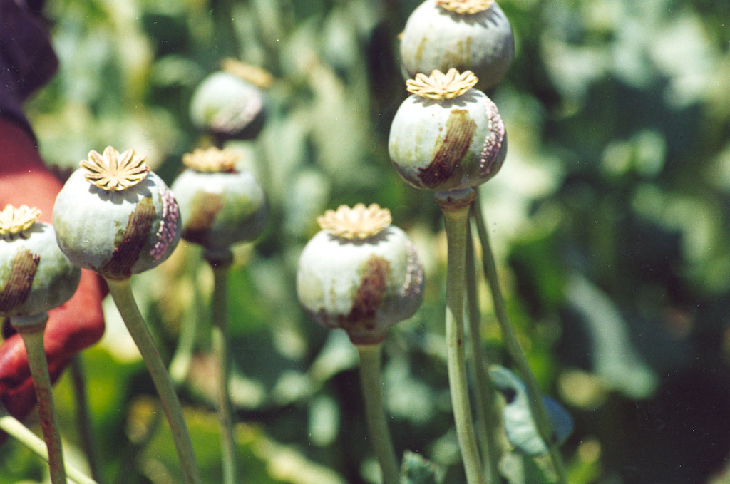 از معاهده بین‌المللی تریاک 1912 چه می دانیم؟